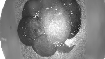 Vancouver Island Marmots hibernating - Jan 2023