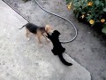 Батл кот и собака