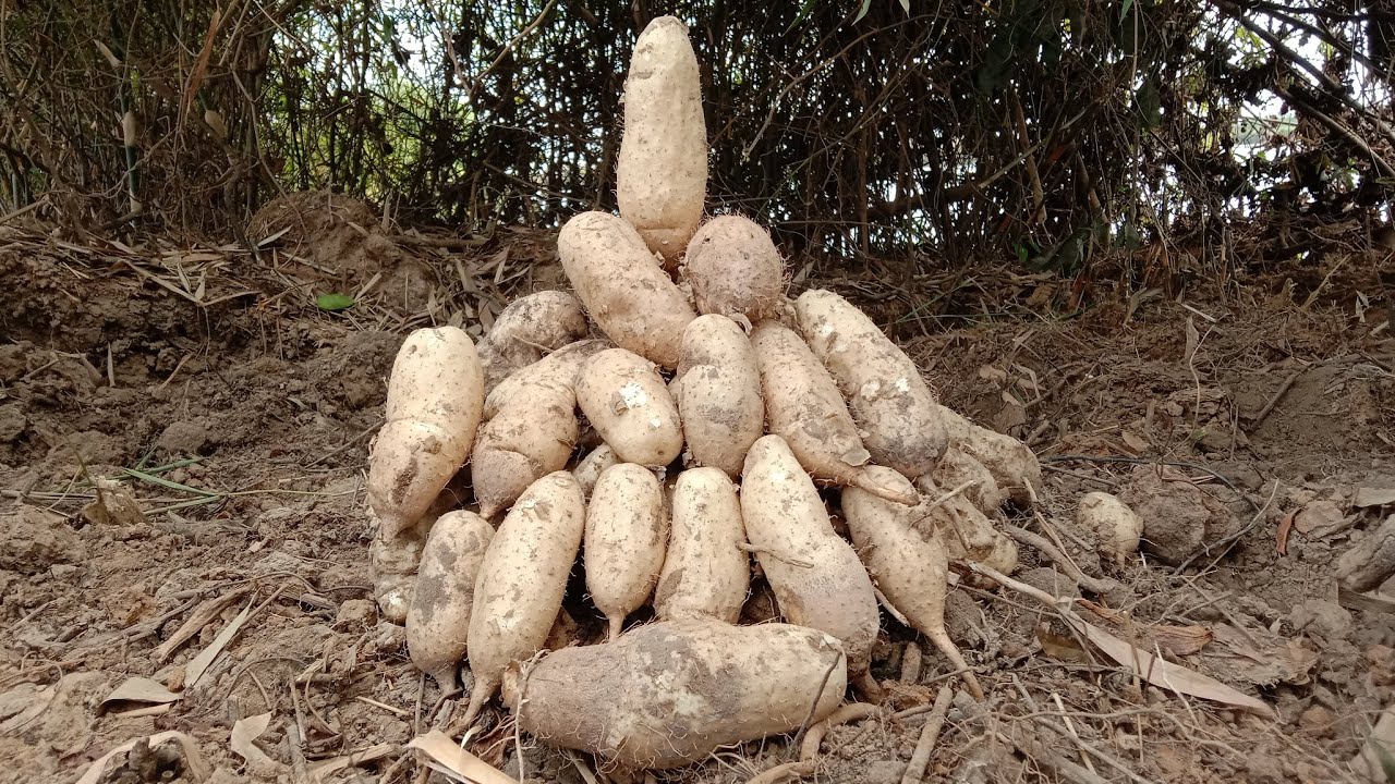 งามคัก‼️มันแซงดินทรายใหญ่ๆงามๆ