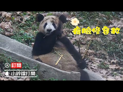 《熊貓早晚安》熊貓界“瘦臉修容妝” | iPanda熊貓頻道