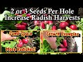 Maximize Radish Harvests by Planting 2 or 3 Seeds Per Planting Hole: Harvesting &amp; Growth Examples