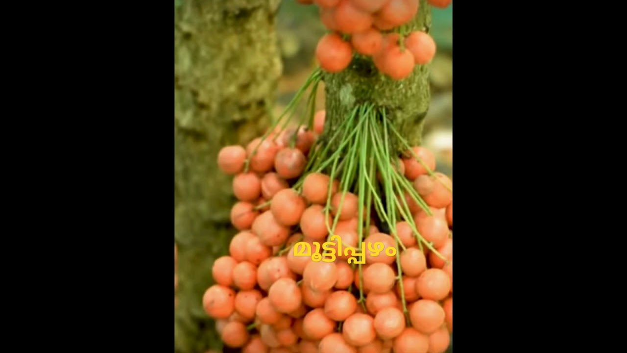 മൂട്ടിപ്പഴം മനംമയക്കും കാഴ്ച Mootti pazham