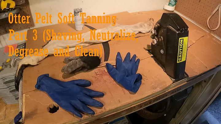 Otter Pelt Soft Tanning (Shaving, Neutralizing, Degrease and Clean) #taxidermy #howto #wildlife
