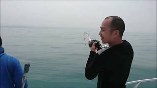 釣魚 一支釣 洋天66 永慶船長 試釣到 大海鱺 ~音樂字幕連結版 1060330