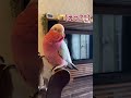 テレビをつけようとする飼い主にダメ出しするオウム【おしゃべりモモイロインコの春ちゃん】#shorts
