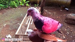 JADWAL CABUT TELOR BURUNG MERPATI