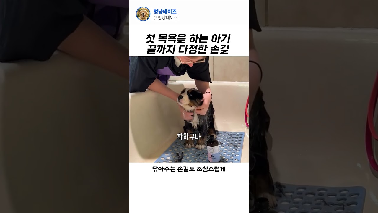 이렇게 얌전한 아기가 있다고?#Shorts #강아지목욕 #댕댕이 #아기강아지#강아지