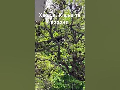Ворони і кіт #харків #харьков #украина #україна #кошки #приколы - YouTube