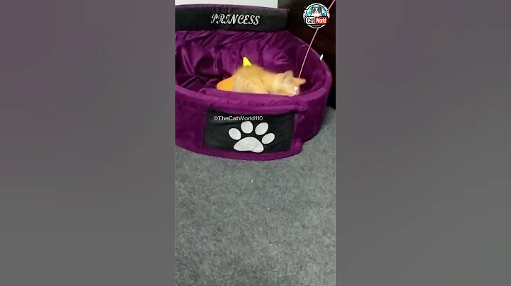 Watch the video about A Cute Kitten Playing With Toy #catlover #kitten #pets #animal