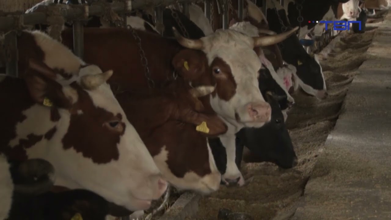 Dokazi obmane lažnih žrtava: Protesti poljoprivrednika isključivo politički - TV Pančevo