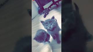 Gray Cat.قطط رمادية