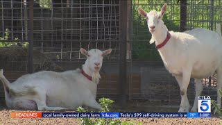 12 goats stolen from Southern California family-owned dairy farm