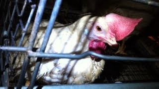 Extreme Cruelty Exposed at Major Egg Factory