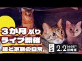 猫と家族の日常ライブ3ヶ月ぶり生配信25.2.2