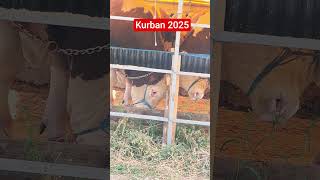 Kurban 2025 İstanbul Çobançeşme Kurban Satış Yeri