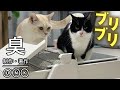 ブリブリと解き放たれしくっさいモノの行き着く先は… /UBPET C30自動猫トイレ