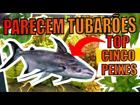 🔴5 PEIXES QUE PARECEM TUBARÕES |Mr. Betta|