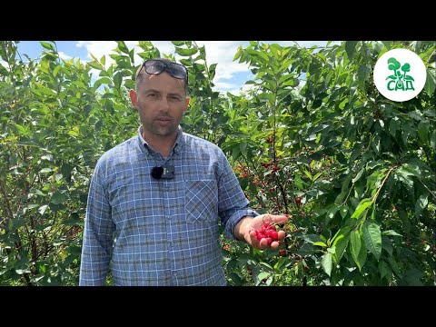 🍒 ВИШНЕВЫЙ САД 🌳. ВИДЕОЭКСКУРСИЯ ПО СОРТАМ ВИШНИ ИЗ ПИТОМНИКА.