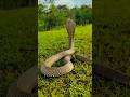 🔥🔥🔥 #cobra #snake #viral @sarpmitranitagajare