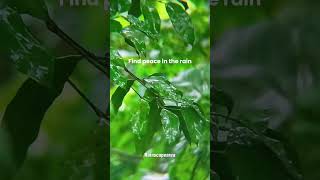 Download Lagu Relaxing Rain with Green Leaves#rain #calm #nature #relax #peace #shorts MP3