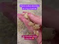 Feet Feets Pedicure Callusremoval Callus Goddess Asmr Vasmr Feet Feets Pedicure Callusremoval Callus Goddess Asmr Vasmr