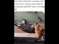 Bruh the seal   paperchayser20 funny viral shorts trending cat