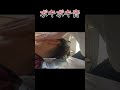 ボキボキショート
