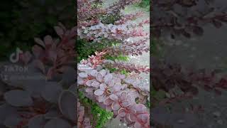 Червонийкущ Busch