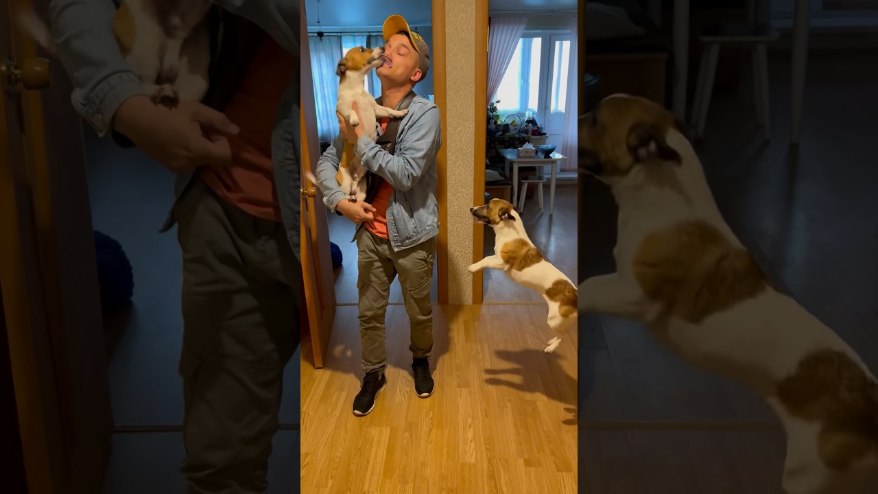 Встреча с проверкой 😁 #jrt #dog #dogs #собака #джекрасселтерьер