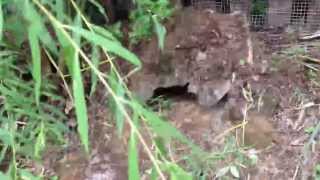 Outdoor Box Turtle Pen
