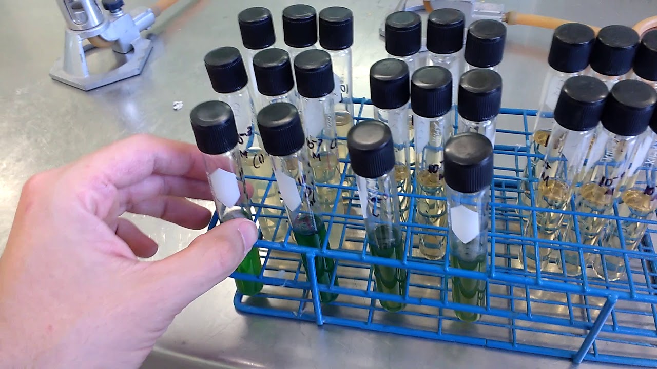 NMP: NÚMERO MAS PROBABLE PARA DETERMINACION DE COLIFORMES