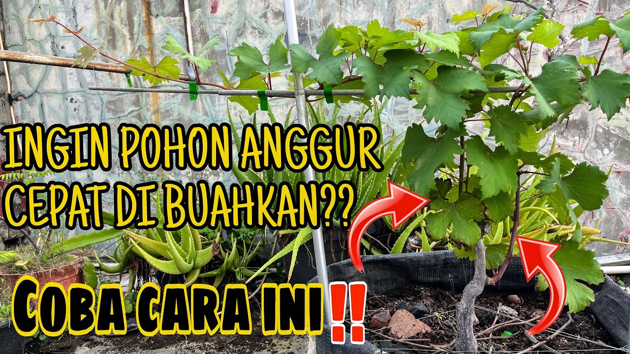 CARA MUDAH MEMBENTUK CABANG ANGGUR AGAR CEPAT BESAR DAN CEPAT DI BUAHKAN‼️🍇🔥