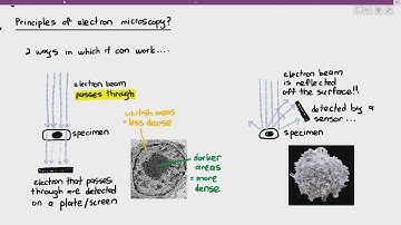 1-10 Electron Microscope: Transmission & Scanning (Cambridge AS A Level Biology, 9700)