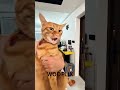 Cat Can Imitate 🤣🤣🤣🤣🤣🤣🤣🤣🤣 #usa #american