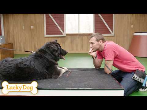 From Gentle Rescue To Beautiful Therapy Dog | Lucky Dog Full Episode S6 EP5