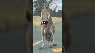 Kangaroo Carrying 5 Babies 😱 | Unbelievable Animal Moment #shorts #kangaroo #wildlife #animals #vira