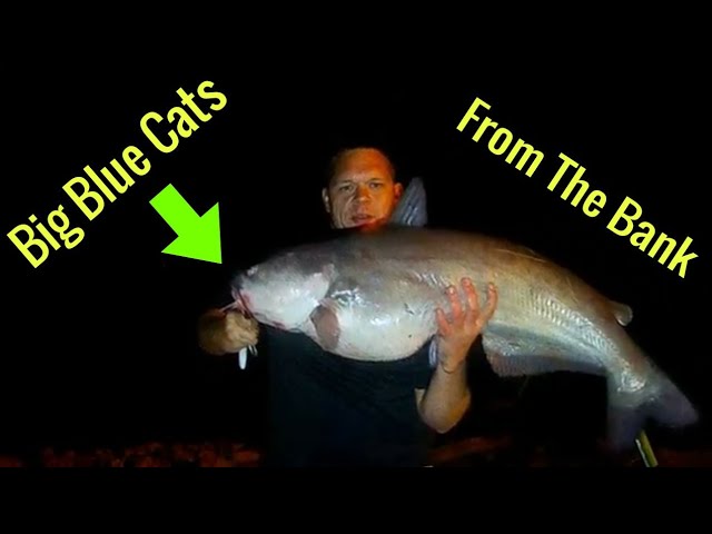 Bank Fishing At Night For Big Blue Catfish 