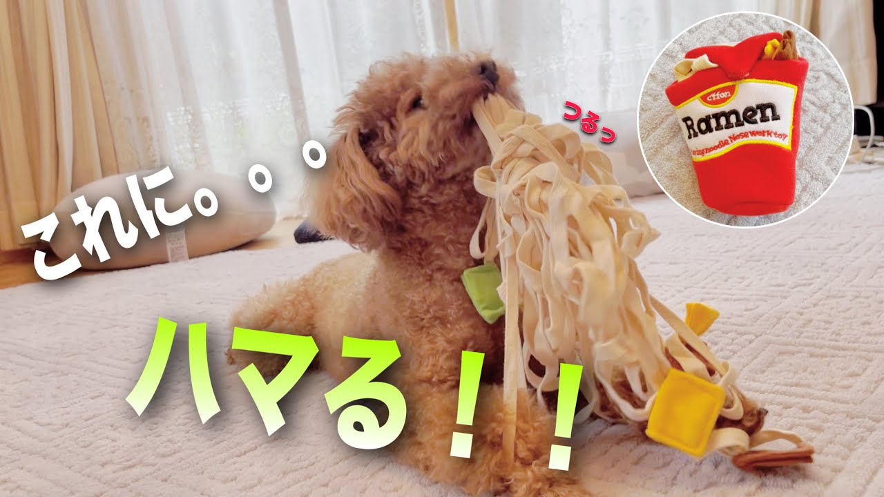【犬】もう夢中！ラーメントイ／空気を読む犬／予想外？！女の子になっちゃった／オススメの振りかけ