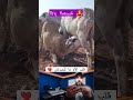 نعجة كتخلي ولدها الكبير يرضع منها شوف الرحمة ديال الحيوان
