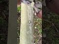 tugas #comedyvideo #humorvibes #comedyshorts