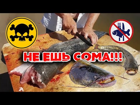 Why I don't eat catfish / #catfish - dangerous to health!!! PCB (PCB) INFECTION