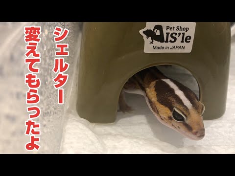ニシアフリカトカゲモドキのシェルターをアイシェルターで統一しました