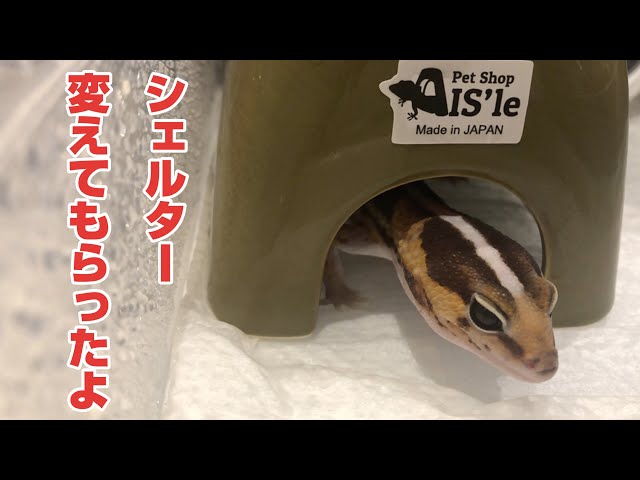 ニシアフリカトカゲモドキのシェルターをアイシェルターで統一しました