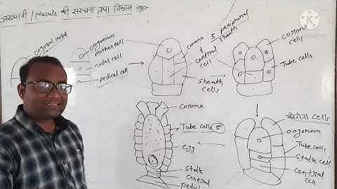 lecture-9 Chara  - nucule(oogonium) structure and development