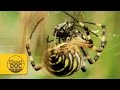 Wasp Spider Documentary | Planet Doc Express