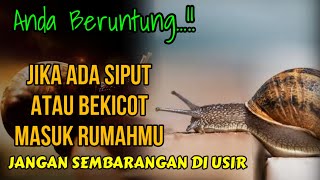 ANDA BERUNTUNG !! JIKA ADA SIPUT ATAU BEKICOT MASUK RUMAHMU JANGAN SEMBARANGAN DI USIR