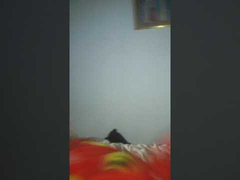 Mi rey bailando 6A