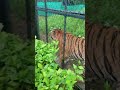 #junglekasher#tiger#waitforend #jungle ka raja sher b circus me mujra kra kre