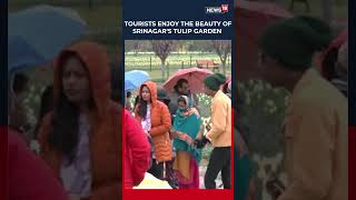 Kashmir’s Tulip Garden Draws Crowds With Breathtaking Spring Bloom | Srinagar | Viral | N18S