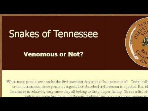 camera iphone 8 plus apk Snakes And Reptiles Of Tennessee